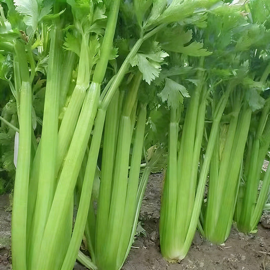 Celery Seeds | 2000pcs Per Bag