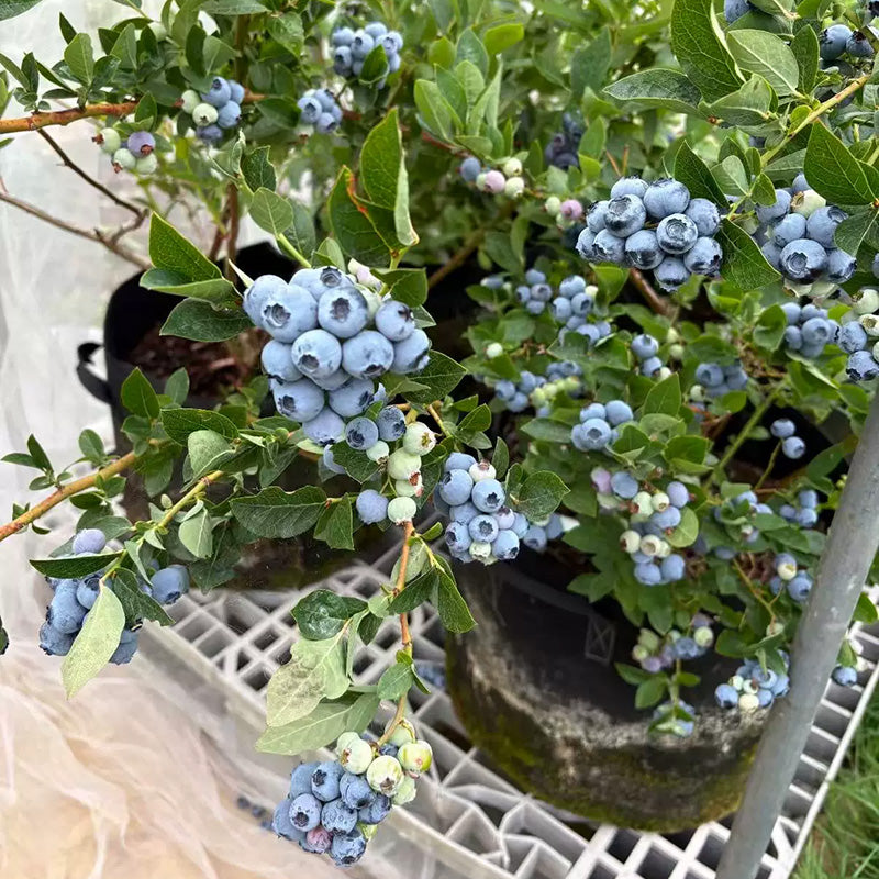 Blueberry Seeds | 100pcs Per Bag