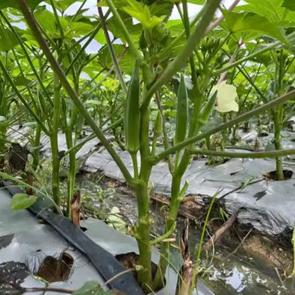 Okra Seeds | 90pcs Per Bag