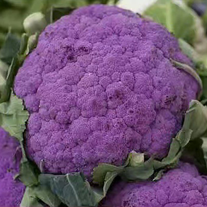 Broccoli Seeds | 300pcs Per Bag