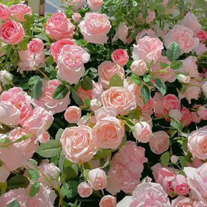 Climbing Rose Seed | 500 Pcs per Pack