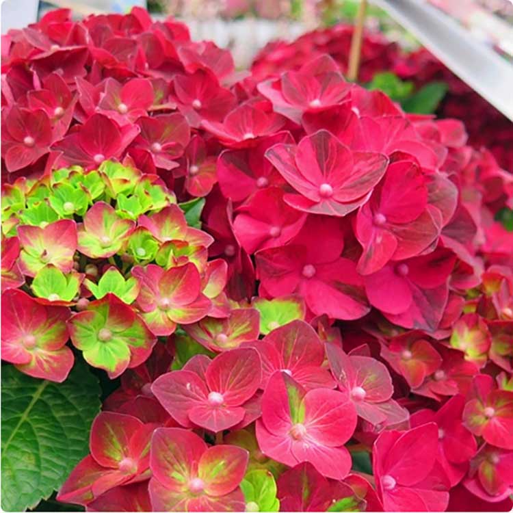 Hydrangea Seeds | 100 Pcs per Pack