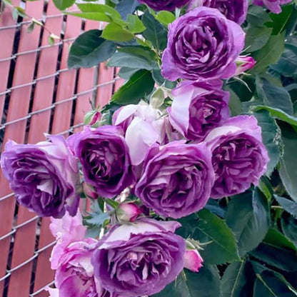 Climbing Rose Seed | 500 Pcs per Pack