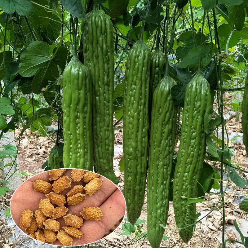 Bitter Gourd Seeds | 10pcs Per Bag