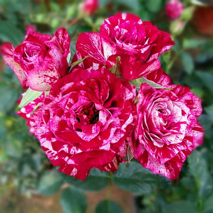 Climbing Rose Seed | 500 Pcs per Pack