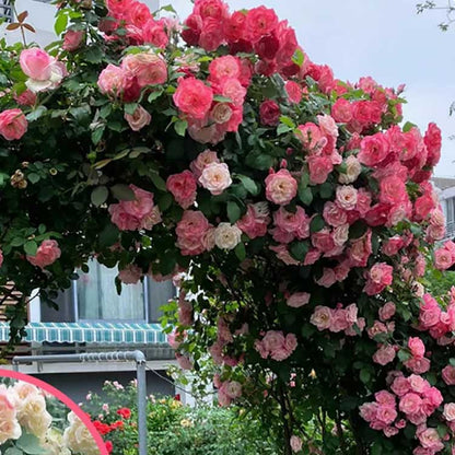 Climbing Rose Seed | 500 Pcs per Pack