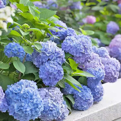 Hydrangea Seeds | 100 Pcs per Pack