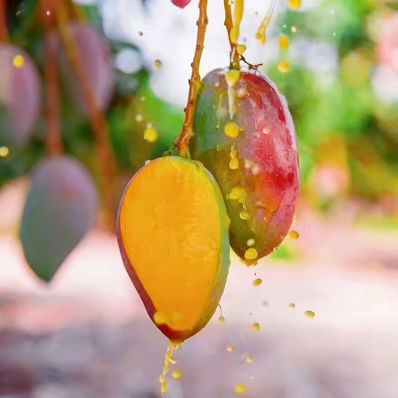 Mango Seeds | 5pcs Per Bag