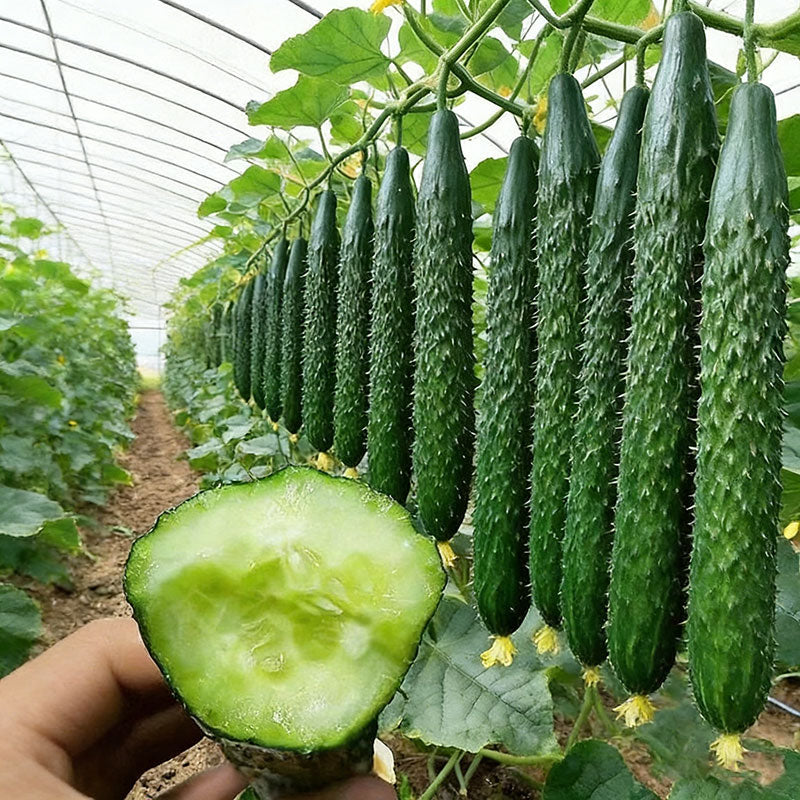 Cucumber Seeds | 50pcs Per Bag