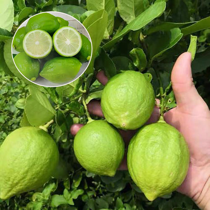 Lemon Seeds | 20pcs Per Bag