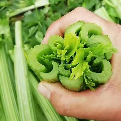 Celery Seeds | 2000pcs Per Bag