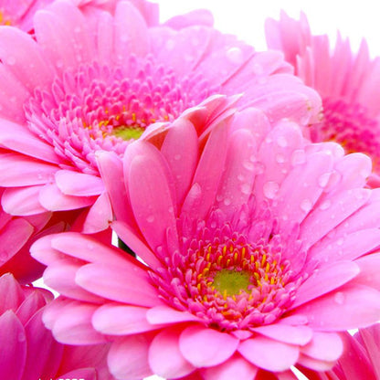 African daisy seeds | 1000 Pcs per Pack