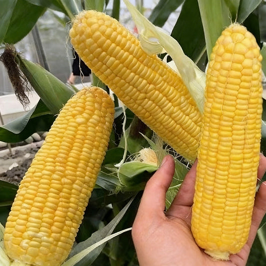 Corn Seeds | 40pcs Per Bag