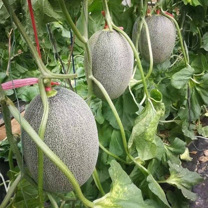 Hami melon Seeds | 50pcs Per Bag