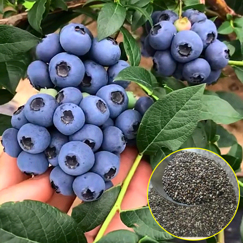 Blueberry Seeds | 100pcs Per Bag