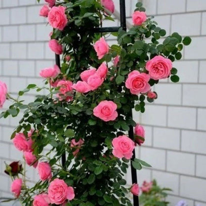 Climbing Rose Seed | 500 Pcs per Pack