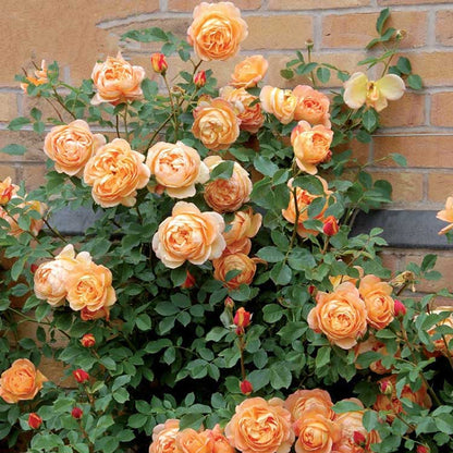 Climbing Rose Seed | 500 Pcs per Pack