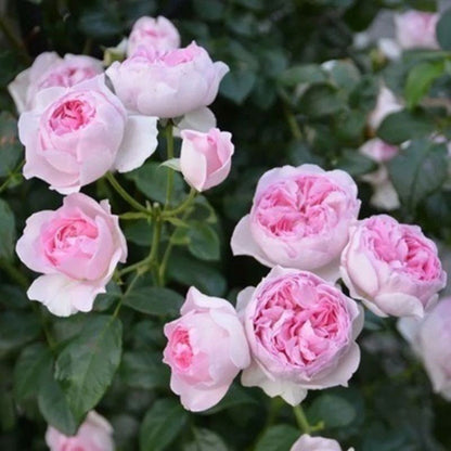 Climbing Rose Seed | 500 Pcs per Pack