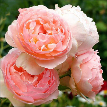 Climbing Rose Seed | 500 Pcs per Pack