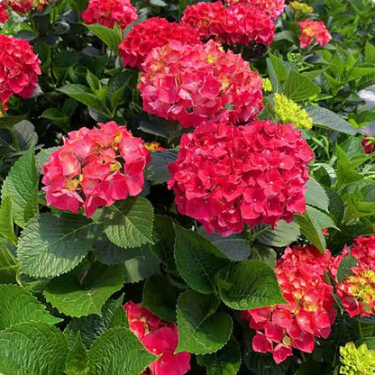 Hydrangea Seeds | 100 Pcs per Pack