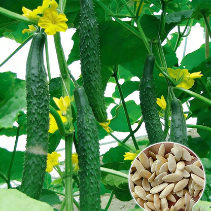 Cucumber Seeds | 50pcs Per Bag