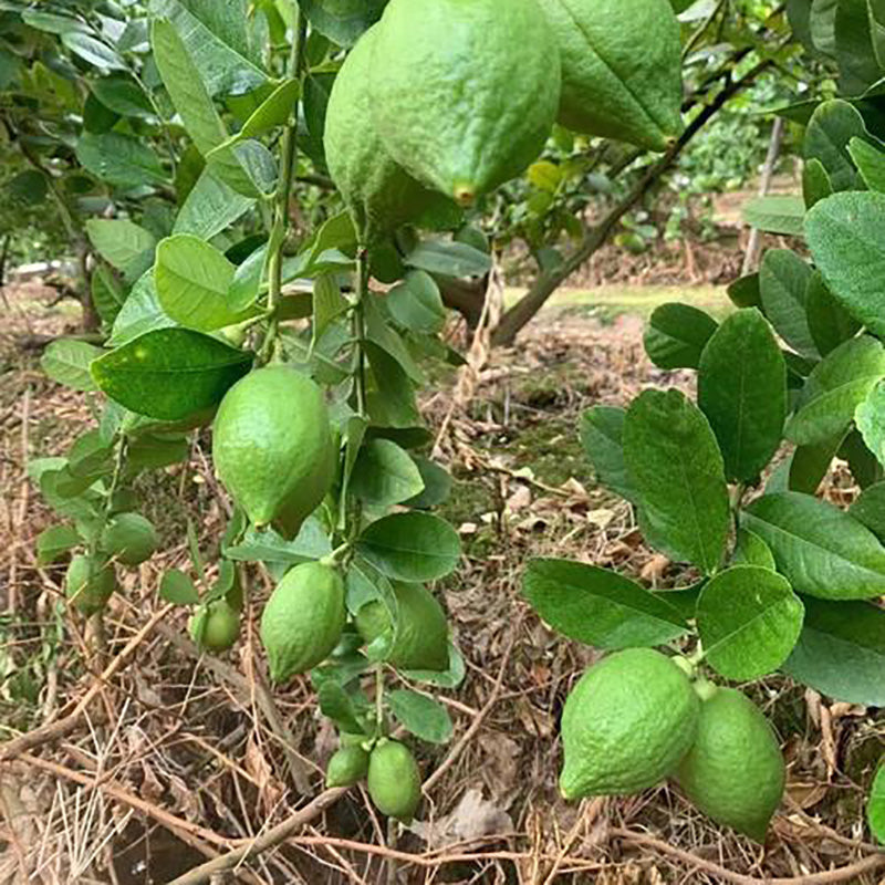 Lemon Seeds | 20pcs Per Bag