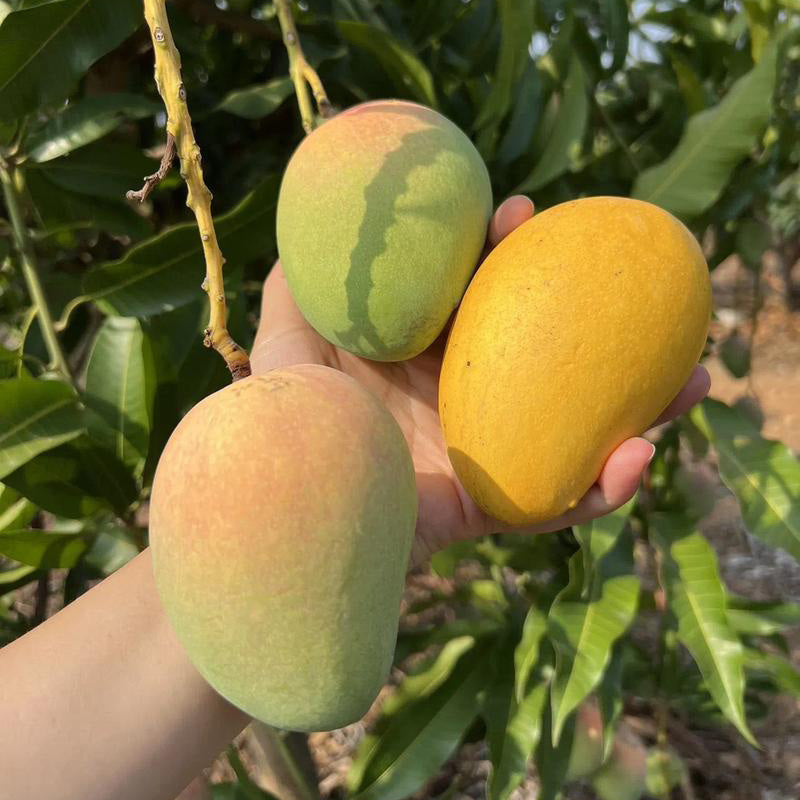 Mango Seeds | 5pcs Per Bag