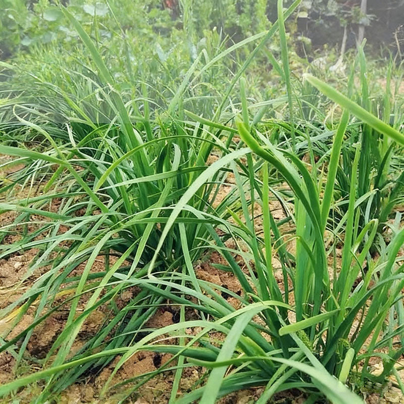 Leek Seeds | 1000pcs Per Bag