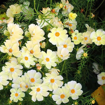 Daisy seeds | 1000 Pcs per Pack