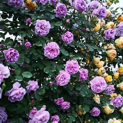 Climbing Rose Seed | 500 Pcs per Pack