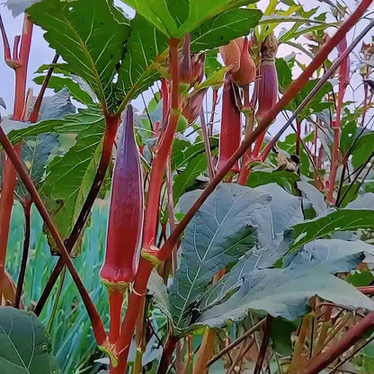 Okra Seeds | 5 grams Per Bag (approximately 90 grains)