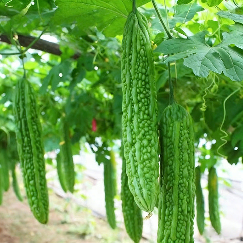 Bitter Gourd Seeds | 10pcs Per Bag