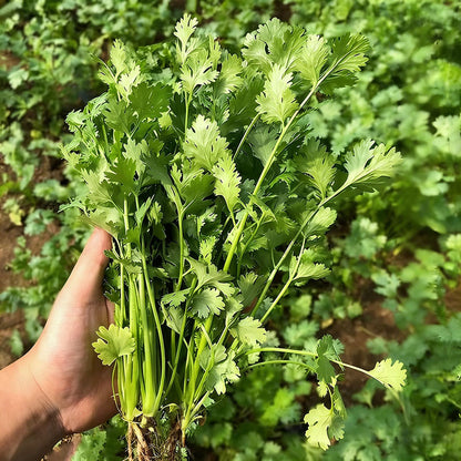 Coriander Seeds | 300pcs Per Bag