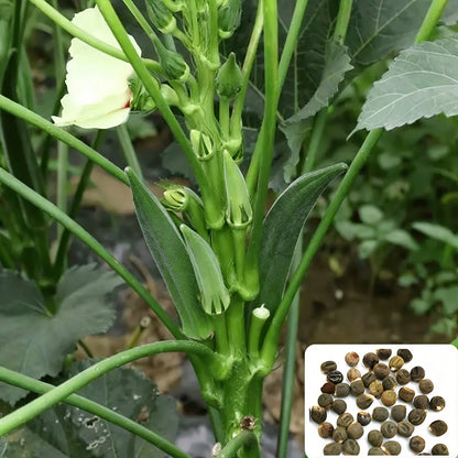 Okra Seeds | 90pcs Per Bag