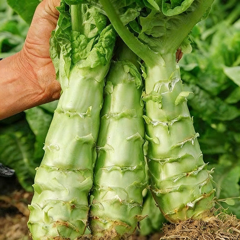 Asparagus lettuce Seeds | 1500pcs Per Bag