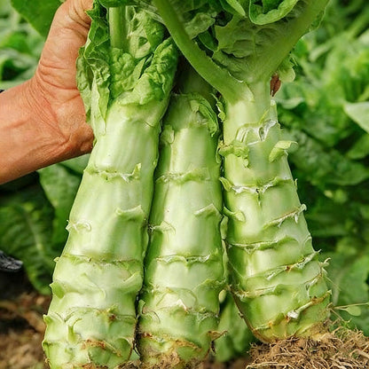 Asparagus lettuce Seeds | 1500pcs Per Bag