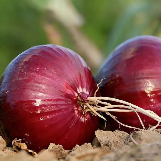 Onion Seeds | 500pcs Per Bag