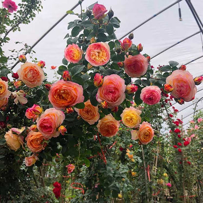 Climbing Rose Seed | 500 Pcs per Pack