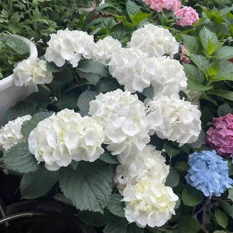 Hydrangea Seeds | 100 Pcs per Pack
