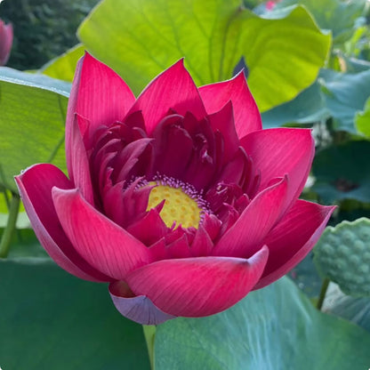 Water lily seeds | 50 Pcs per Pack