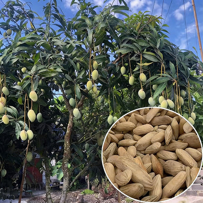 Mango Seeds | 5pcs Per Bag