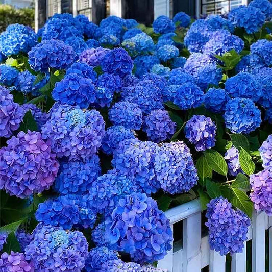 Hydrangea Seeds