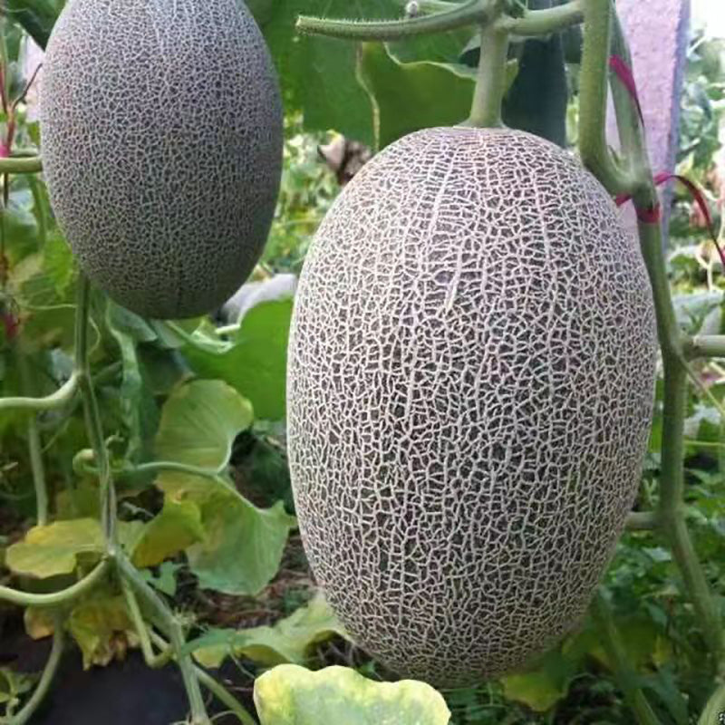 Hami melon Seeds | 50pcs Per Bag