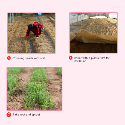 African daisy seeds | 1000 Pcs per Pack