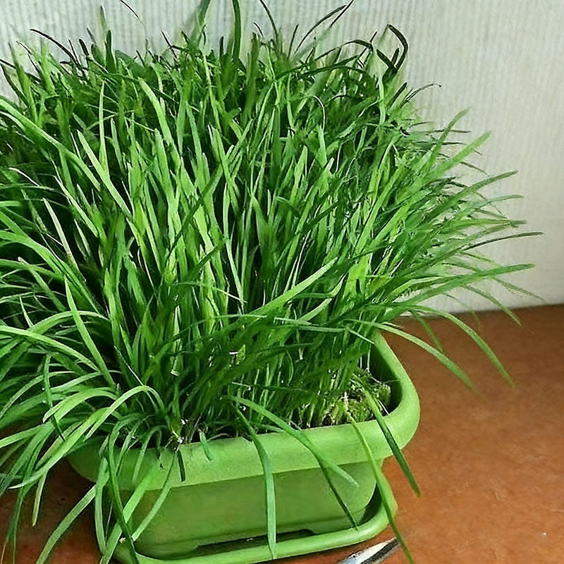 Leek Seeds | 1000pcs Per Bag