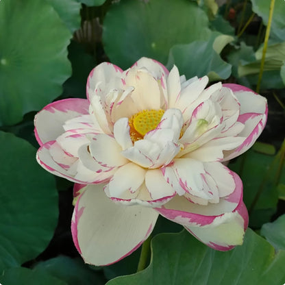 Water lily seeds | 50 Pcs per Pack