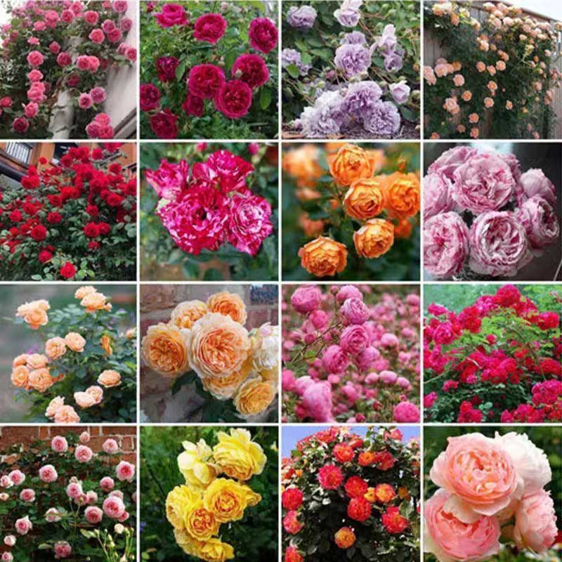 Climbing Rose Seed | 500 Pcs per Pack