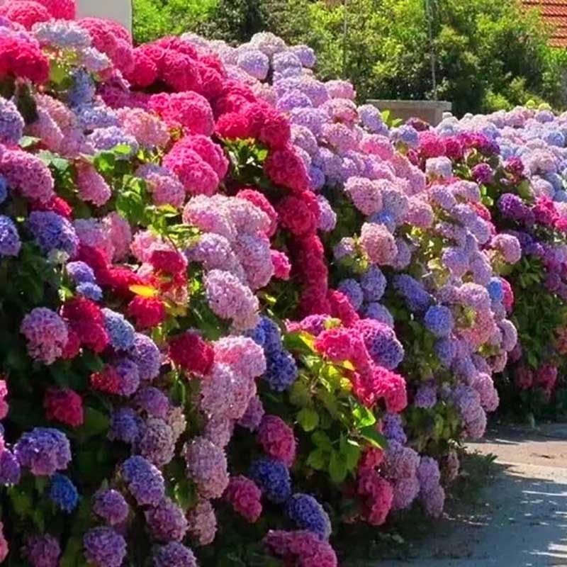 Hydrangea Seeds | 100 Pcs per Pack