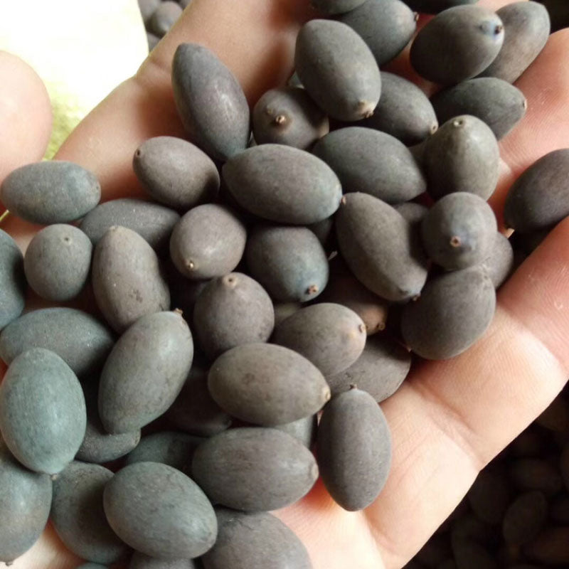 Bowl lotus | Miniature lotus Seed |50pcs Per bag