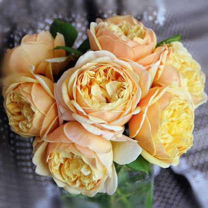 Climbing Rose Seed | 500 Pcs per Pack